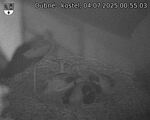 Capi_Dubne_20250704_005503.jpg