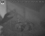 Capi_Dubne_20250704_010002.jpg