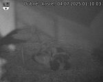 Capi_Dubne_20250704_011003.jpg