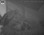 Capi_Dubne_20250704_011502.jpg