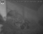 Capi_Dubne_20250704_012002.jpg