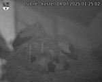 Capi_Dubne_20250704_012502.jpg