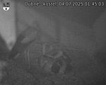 Capi_Dubne_20250704_014503.jpg