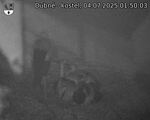 Capi_Dubne_20250704_015003.jpg