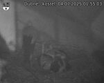 Capi_Dubne_20250704_015503.jpg
