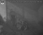 Capi_Dubne_20250704_020002.jpg