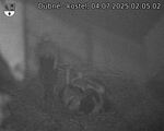 Capi_Dubne_20250704_020502.jpg