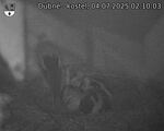 Capi_Dubne_20250704_021003.jpg