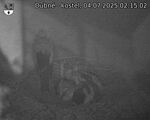 Capi_Dubne_20250704_021502.jpg
