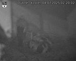 Capi_Dubne_20250704_022002.jpg