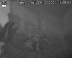 Capi_Dubne_20250704_024003.jpg