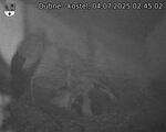 Capi_Dubne_20250704_024502.jpg