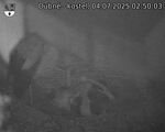 Capi_Dubne_20250704_025003.jpg