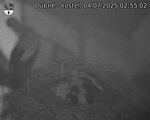 Capi_Dubne_20250704_025502.jpg