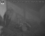 Capi_Dubne_20250704_030002.jpg