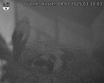 Capi_Dubne_20250704_031003.jpg