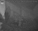 Capi_Dubne_20250704_032502.jpg