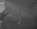 Capi_Dubne_20250704_033002.jpg