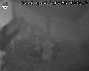 Capi_Dubne_20250704_035003.jpg (1350 x 1080)