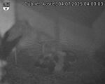 Capi_Dubne_20250704_040003.jpg