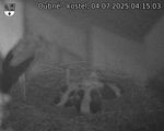 Capi_Dubne_20250704_041503.jpg