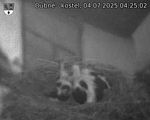 Capi_Dubne_20250704_042502.jpg