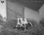 Capi_Dubne_20250704_043002.jpg