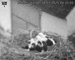 Capi_Dubne_20250704_043502.jpg