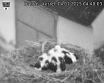 Capi_Dubne_20250704_044003.jpg