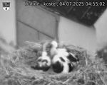 Capi_Dubne_20250704_045502.jpg