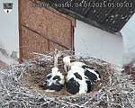 Capi_Dubne_20250704_050003.jpg