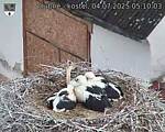 Capi_Dubne_20250704_051003.jpg