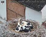 Capi_Dubne_20250704_051503.jpg