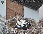 Capi_Dubne_20250704_052003.jpg