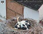Capi_Dubne_20250704_052503.jpg