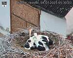 Capi_Dubne_20250704_053003.jpg