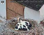 Capi_Dubne_20250704_053503.jpg