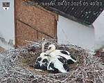 Capi_Dubne_20250704_054003.jpg