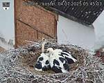 Capi_Dubne_20250704_054503.jpg