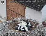 Capi_Dubne_20250704_055003.jpg
