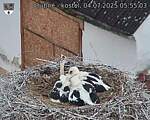 Capi_Dubne_20250704_055503.jpg