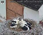 Capi_Dubne_20250704_060003.jpg
