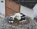 Capi_Dubne_20250704_060503.jpg