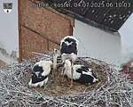 Capi_Dubne_20250704_061003.jpg