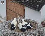 Capi_Dubne_20250704_061503.jpg