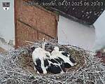 Capi_Dubne_20250704_062003.jpg