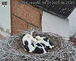 Capi_Dubne_20250704_062503.jpg