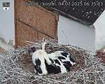 Capi_Dubne_20250704_063503.jpg