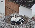 Capi_Dubne_20250704_064003.jpg