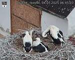 Capi_Dubne_20250704_064503.jpg